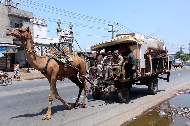 Camel cart holder on the way loaded with household items