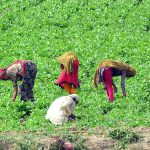 Women Farmers busy working on their farm field