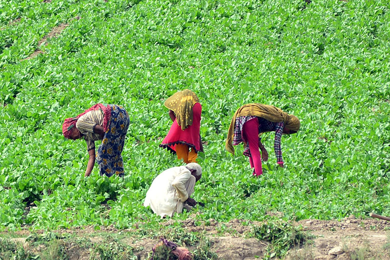 Women Farmers busy working on their farm field