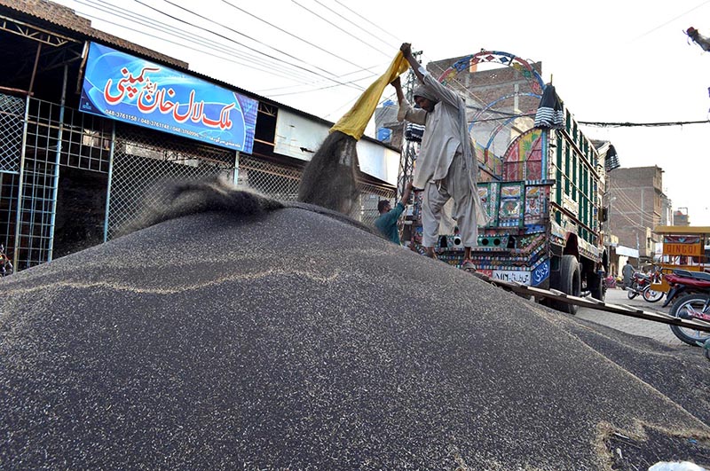 A labourer off-loading the mustard seed at grain market for sell. A labourer off-loading the mustard seed at grain market for sell.
