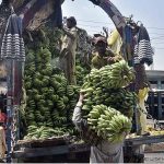 Labourers busy in unloading bunches of bananas from a delivery truck at Fruit and Vegetable Market