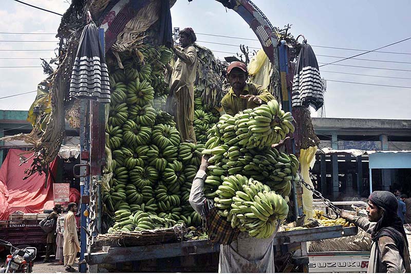 Labourers busy in unloading bunches of bananas from a delivery truck at Fruit and Vegetable Market