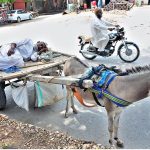 Elderly man rest on the donkey cart under the shadow of tree at Latifabad