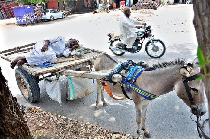 Elderly man rest on the donkey cart under the shadow of tree at Latifabad