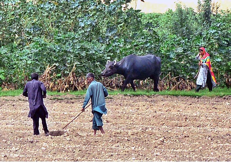 Farmers busy in preparing their field in traditional way for next crop in the outskirts of city