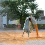 Labourer spreading corn seeds after collecting from field for drying purpose at his workplace