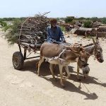 A donkey cart holder on the way loaded with tree branches at Husenabad