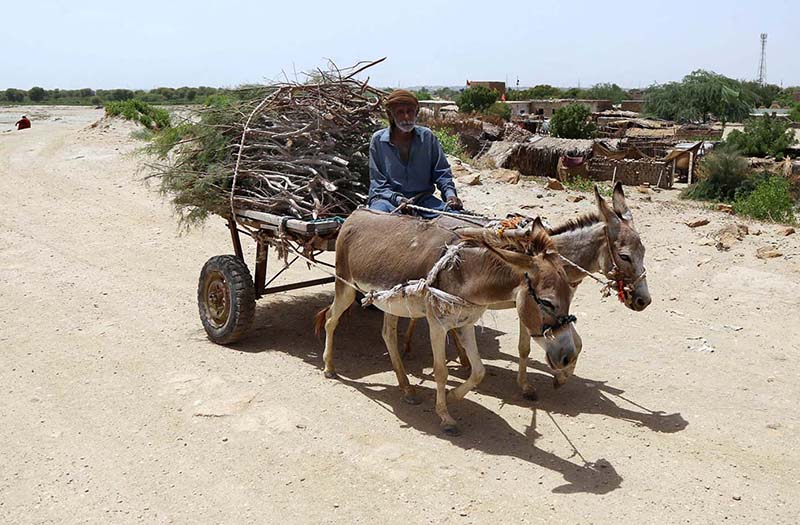 A donkey cart holder on the way loaded with tree branches at Husenabad