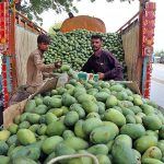 Labourers unloading mangoes from truck to other vehicle for delivery to market at Hala Naka Road