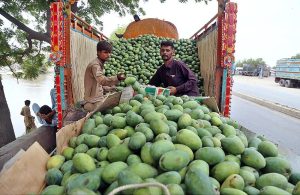 Labourers unloading mangoes from truck to other vehicle for delivery to market at Hala Naka Road