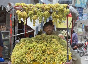 Vendor displaying Grapes to attract customers at MDA Chowk