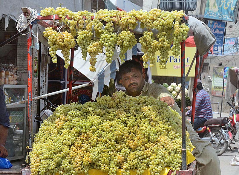 Vendor displaying Grapes to attract customers at MDA Chowk