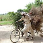 An old man is carrying tree branches on his cycle for domestic use