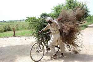 An old man is carrying tree branches on his cycle for domestic use