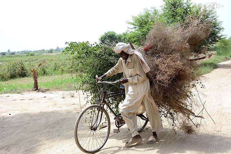 An old man is carrying tree branches on his cycle for domestic use