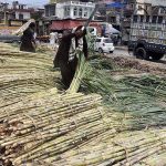 Workers off-loading bundles of sugarcane from a delivery truck at Fruit Market
