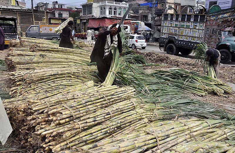 Workers off-loading bundles of sugarcane from a delivery truck at Fruit Market
