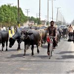 A herd of buffaloes wandering freely at Mohen-jo-Daro Airport Road creating hurdle in flow of traffic and needs the attention of concerned authorities