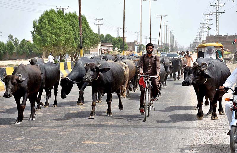 A herd of buffaloes wandering freely at Mohen-jo-Daro Airport Road creating hurdle in flow of traffic and needs the attention of concerned authorities
