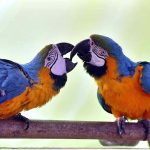 Australian Macaws having fun at a shop of local vendor at Chargano Chowk