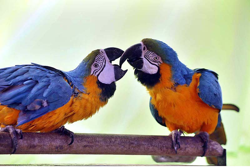 Australian Macaws having fun at a shop of local vendor at Chargano Chowk