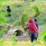 Women farmers harvesting the rice crop in their fields near the bypass road in the outskirts of the city