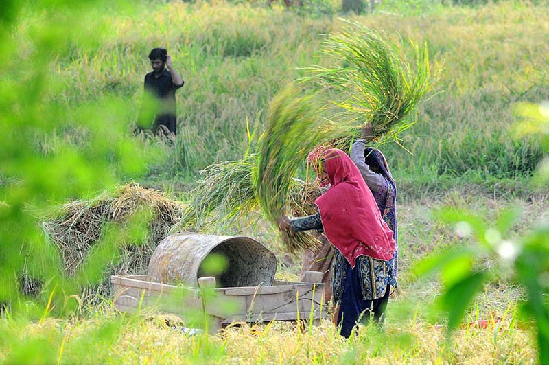 Women farmers harvesting the rice crop in their fields near the bypass road in the outskirts of the city