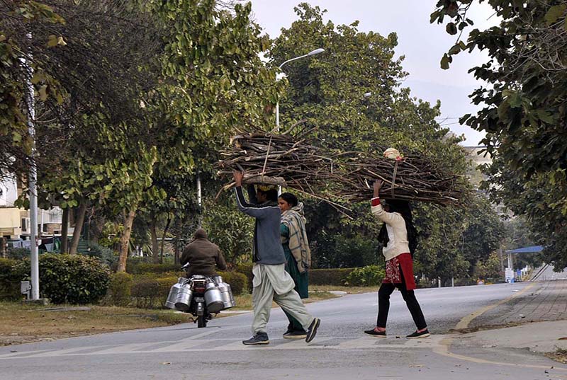 A family carrying dry wood on their head for domestic use.