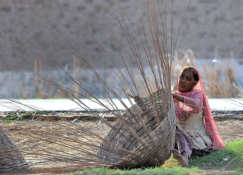 A woman preparing a basket with dry branches of a tree to sell for livelihood