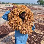 A farmer carrying the bunch of dates on the way to spreading for drying purpose near his farm field