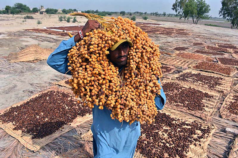 A farmer carrying the bunch of dates on the way to spreading for drying purpose near his farm field