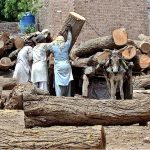 Labourers are busy in loading pieces of wood on Donkey Cart
