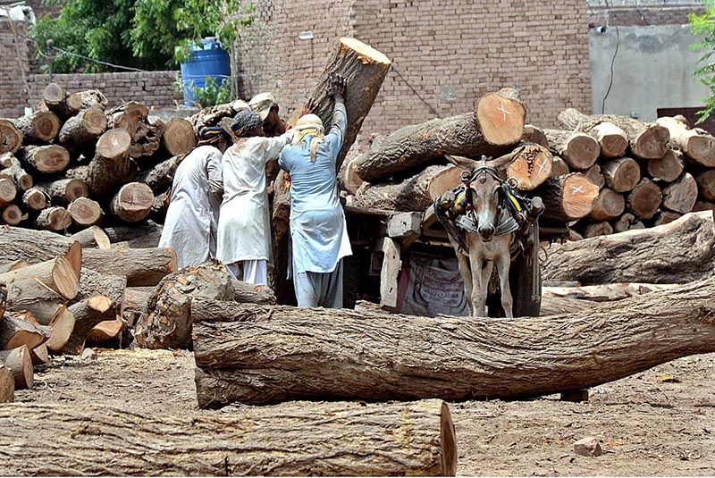 Labourers are busy in loading pieces of wood on Donkey Cart