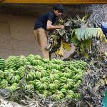 Laborer busy in removing banana leaves from delivery truck before unloading bananas at Fruit Market