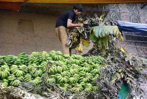Laborer busy in removing banana leaves from delivery truck before unloading bananas at Fruit Market