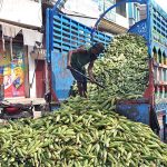 Labourer is busy unloading corn cobs from a delivery truck at the vegetable market
