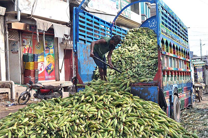 Labourer is busy unloading corn cobs from a delivery truck at the vegetable market