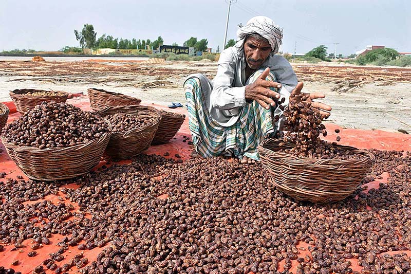 A farmer carrying the bunch of dates on the way to spreading for drying purpose near his farm field