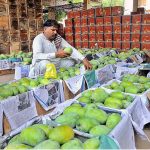 Labourers are busy packing mangoes in wooden boxes at their workplace