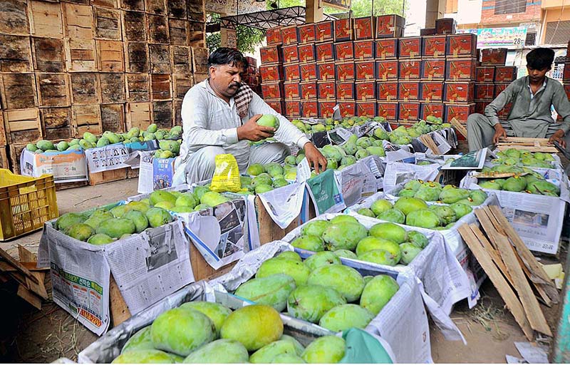 Labourers are busy packing mangoes in wooden boxes at their workplace