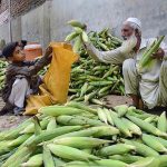 A vendor selling corn cobs at Lahori Gate