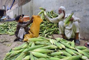 A vendor selling corn cobs at Lahori Gate