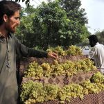A vendor displays grapes to attract the customers at his roadside setup