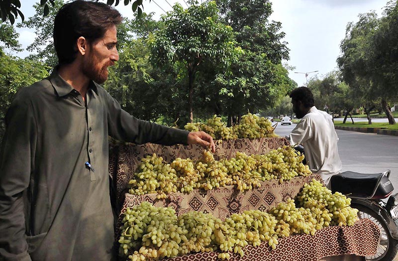 A vendor displays grapes to attract the customers at his roadside setup