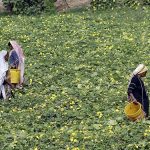 Women farmers are busy collecting vegetables from the farm field