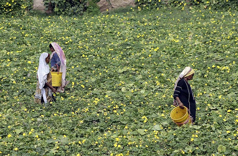 Women farmers are busy collecting vegetables from the farm field