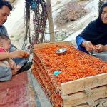 A couple arranging and placing apricot on a traditional wooden tray for drying purpose as a stock for winter and selling in markets.