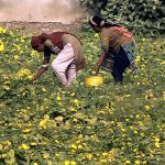Women farmers collecting vegetables from their farm field