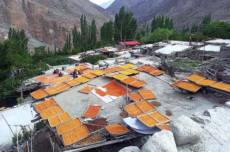 A couple arranging and placing apricot on a traditional wooden tray for drying purpose as a stock for winter and selling in markets.