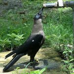 A thirsty crow drinks water from tap in the city during a hot day in the city.